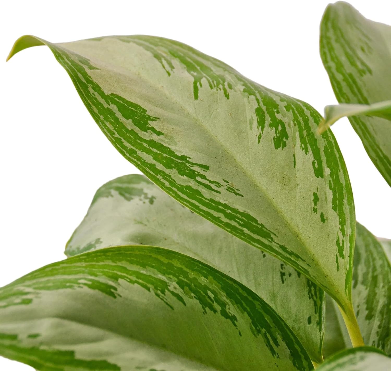 Chinese Evergreen Silver Bay 4" Pot D287459