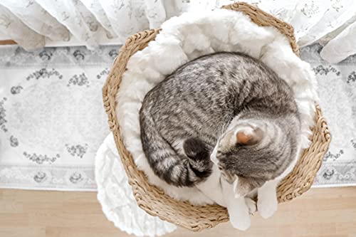 Wooden Cat Tree Tower with Single Branch Cat Condo by MAU LIFESTYLE C6797
