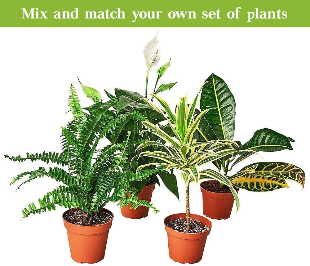 Alocasia Tiny Dancer Live Plant in 4" & 6" Pot for Indoor Decor D2062