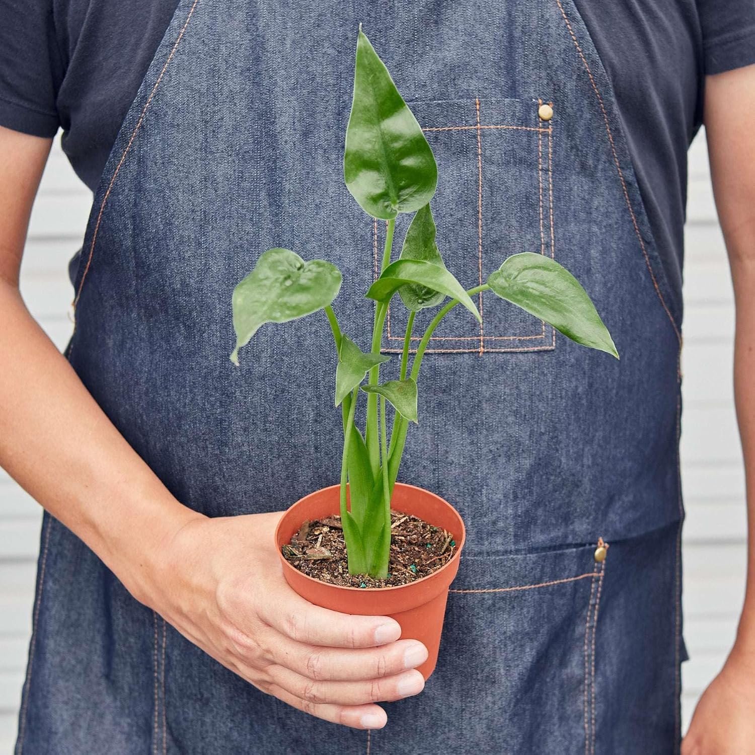 Alocasia Tiny Dancer Live Plant in 4" & 6" Pot for Indoor Decor D2062
