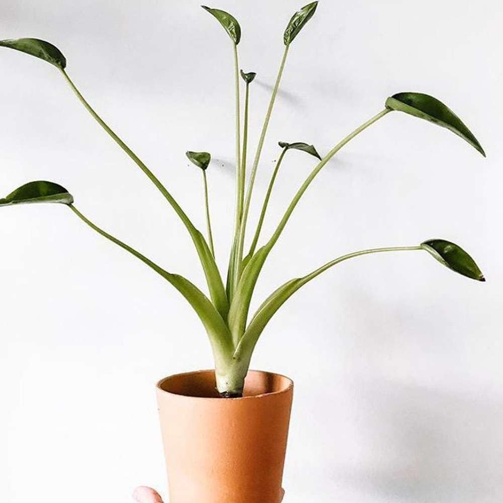 Alocasia Tiny Dancer Live Plant in 4" & 6" Pot for Indoor Decor D2062