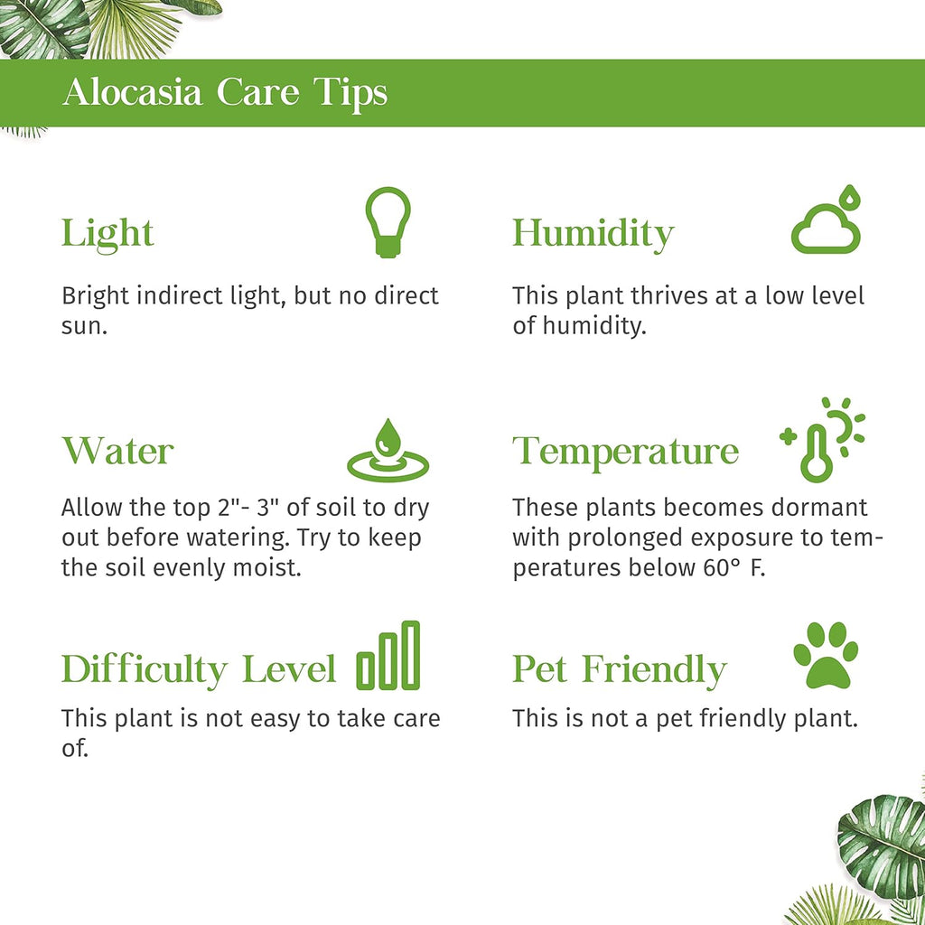 Alocasia Tiny Dancer Live Plant in 4" & 6" Pot for Indoor Decor D2062