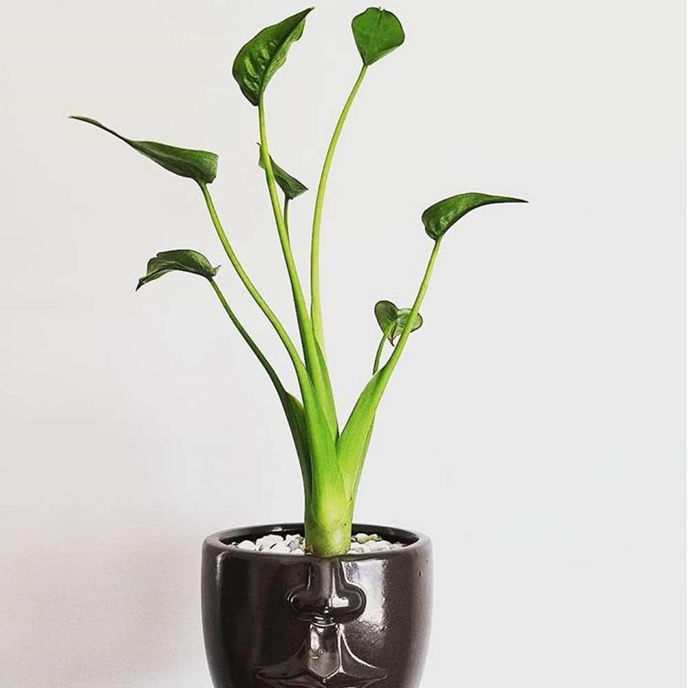 Alocasia Tiny Dancer Live Plant in 4" & 6" Pot for Indoor Decor D2062