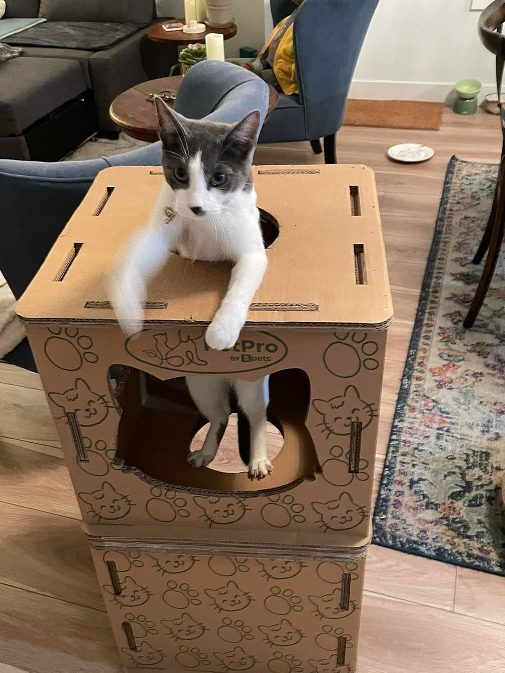 Cat House - Corrugated Cardboard Cat Scratcher for Indoor Cats J7557