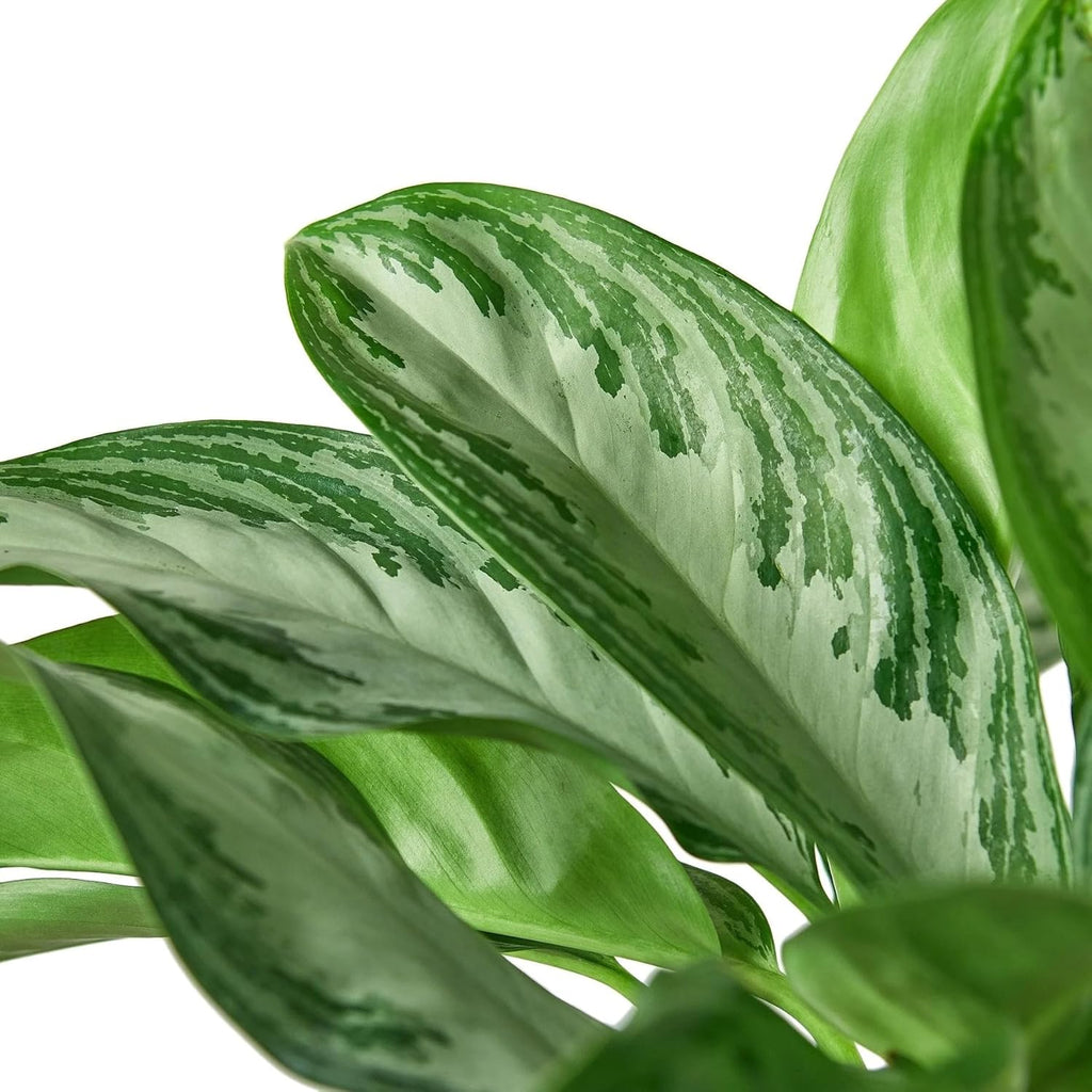 Chinese Evergreen Silver Bay 4" Pot D287459