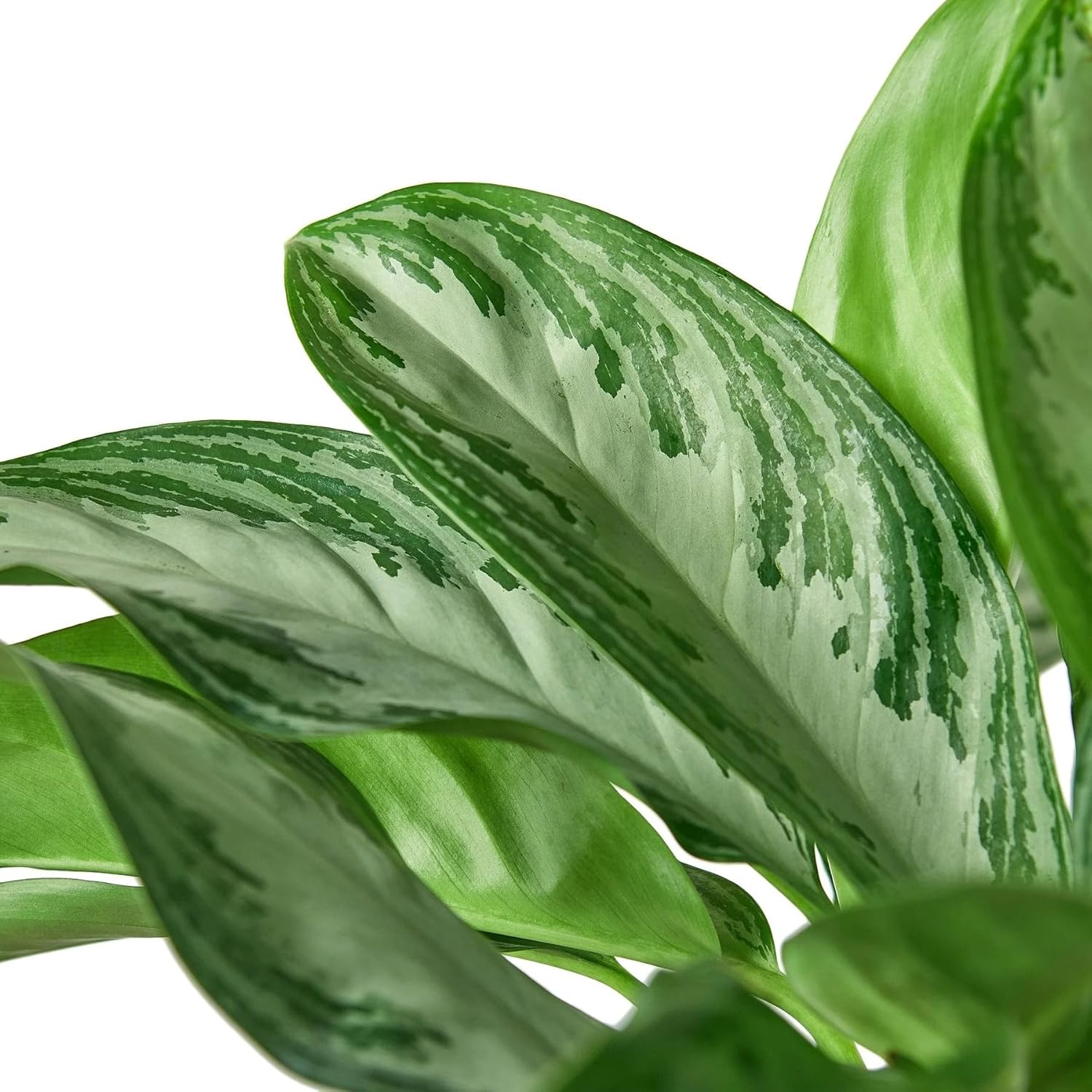 Chinese Evergreen Silver Bay 4" Pot D287459