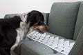 Large (6 Pack) Clear Couch Guard and Furniture Protectors - Keep Dogs & Pets Off Your Sofa, Couch, Chairs & Furniture (Large)