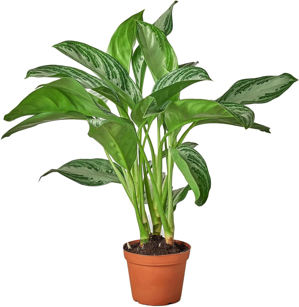Chinese Evergreen Silver Bay 4" Pot D287459