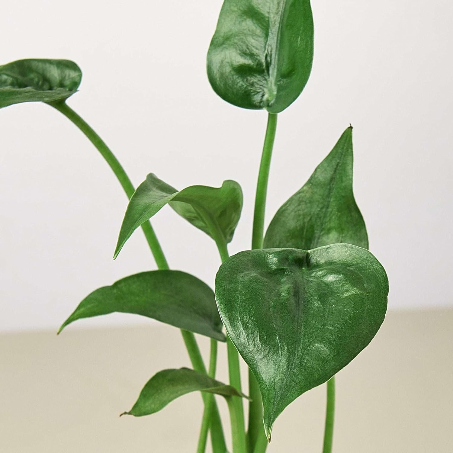 Alocasia Tiny Dancer Live Plant in 4" & 6" Pot for Indoor Decor D2062