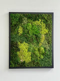Unique Moss Art - Live Preserved Moss Wall Art - Moss Wall Wooded frame Art - Custom made - Home Decor - Well Decor - Office Decor. Handmade - Made in USA (31" x 14.5" Black)