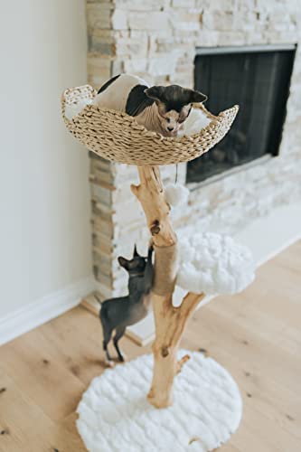 Wooden Cat Tree Tower with Single Branch Cat Condo by MAU LIFESTYLE C6797