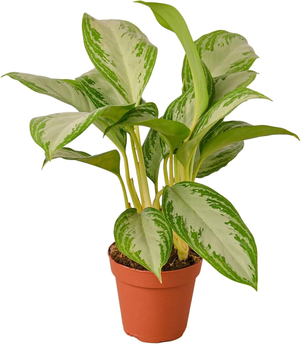 Chinese Evergreen 'Silver Bay' 4" Pot