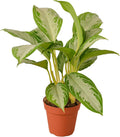 Chinese Evergreen 'Silver Bay' 4" Pot