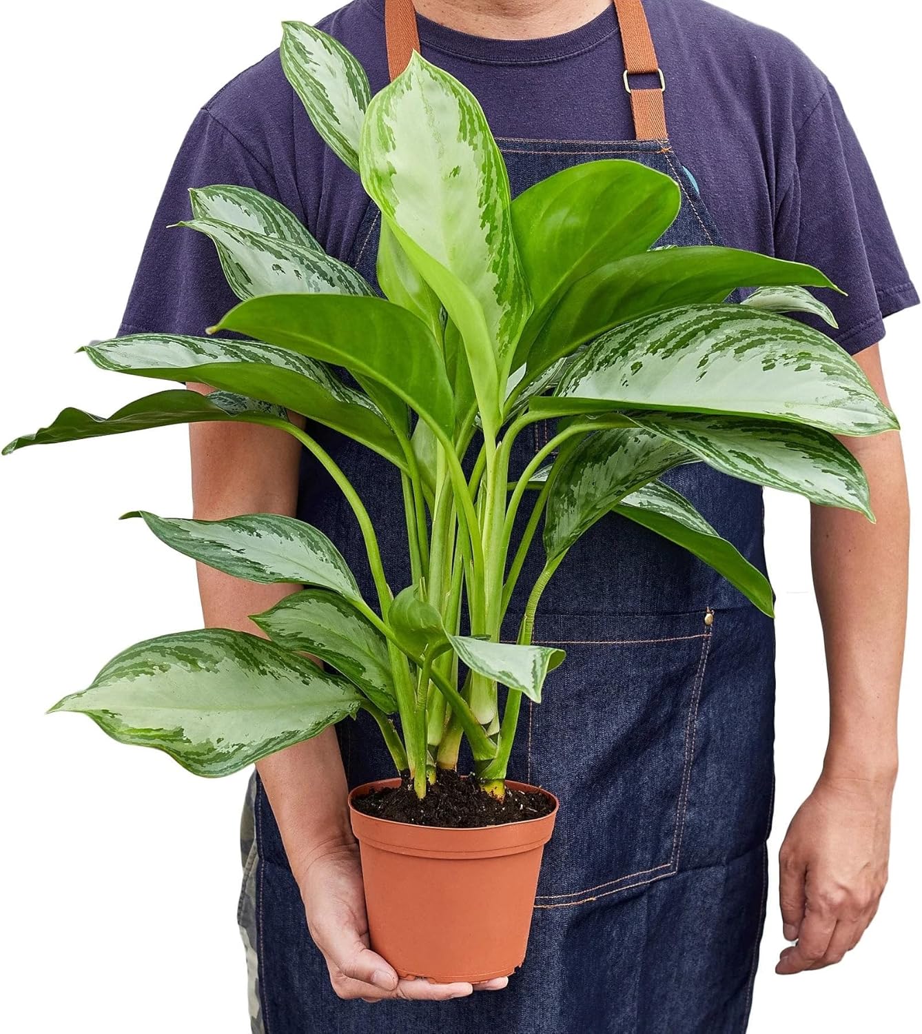 Chinese Evergreen Silver Bay 4" Pot D287459
